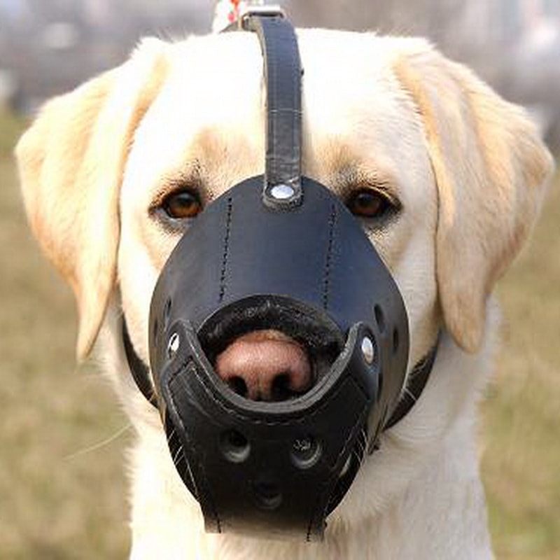 Намордник из кожи для лабрадора «Trained dog»